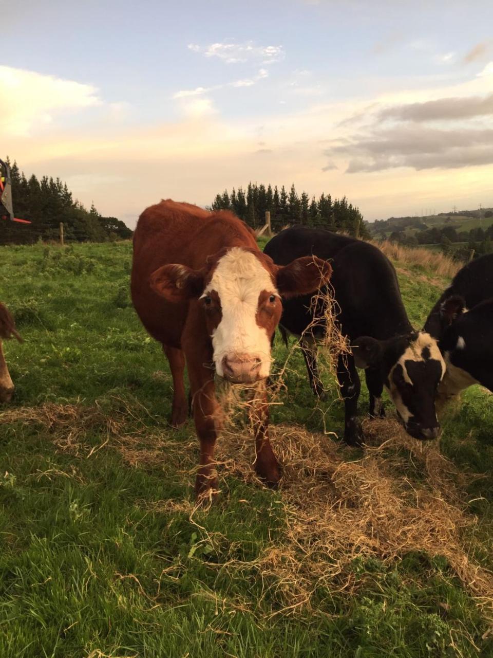 Above The River Karapiro Bed & Breakfast Bagian luar foto